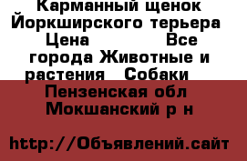 Карманный щенок Йоркширского терьера › Цена ­ 30 000 - Все города Животные и растения » Собаки   . Пензенская обл.,Мокшанский р-н